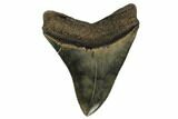 Serrated, Fossil Megalodon Tooth - South Carolina #180946-2